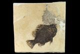 Bargain, Fossil Fish (Cockerellites) - Wyoming #144173-1